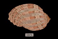 藏品(大楊桃螺)的圖片